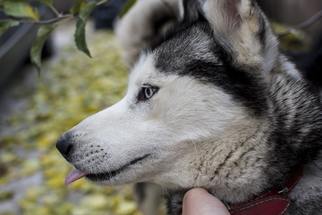 Siberian Husky Dogs for adoption in Los Angeles, CA, USA