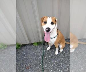 Black and Tan Coonhound-Labrador Retriever-Labrador Retriever Mix Dogs for adoption in Wilmington, NC, USA