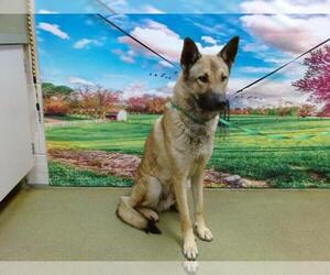 German Shepherd Dog-Unknown Mix Dogs for adoption in Moreno Valley, CA, USA