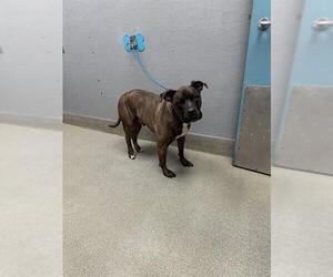 American Pit Bull Terrier-Unknown Mix Dogs for adoption in Las Vegas, NV, USA