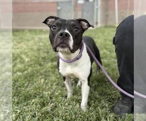 Mutt Dogs for adoption in Modesto, CA, USA