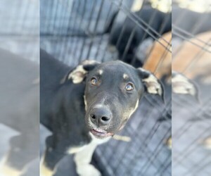 Chinese Shar-Pei-German Shepherd Dog Mix Dogs for adoption in DISCOVERY BAY, CA, USA