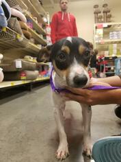 Rat Terrier Dogs for adoption in Carrollton, TX, USA