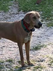 Weimaraner Dogs for adoption in Tallahassee, FL, USA