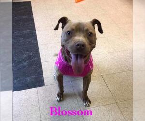 American Pit Bull Terrier-Unknown Mix Dogs for adoption in Social Circle, GA, USA