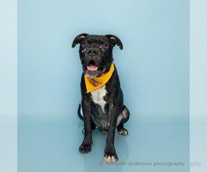 Boxer-Mastiff Mix Dogs for adoption in Corona, CA, USA