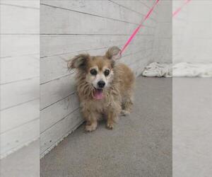 Chihuahua Dogs for adoption in San Bernardino, CA, USA
