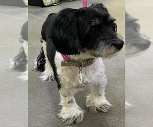 Shih Tzu Dogs for adoption in Forestville, MD, USA