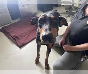 Doberman Pinscher Dogs for adoption in Santa Cruz, CA, USA