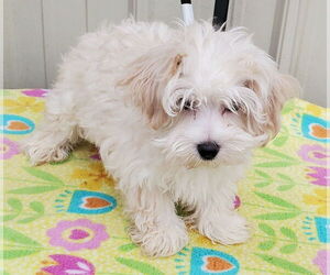 Maltese Dogs for adoption in Mountain View, MO, USA