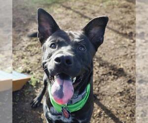 American Staffordshire Terrier-Unknown Mix Dogs for adoption in San Antonio, TX, USA