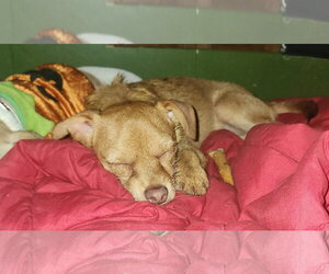 Chihuahua-Unknown Mix Dogs for adoption in Oakhurst, NJ, USA