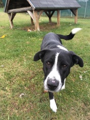 Borador Dogs for adoption in Orleans, VT, USA