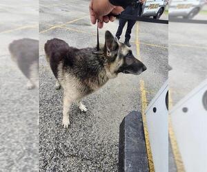 German Shepherd Dog-Unknown Mix Dogs for adoption in San Antonio, TX, USA