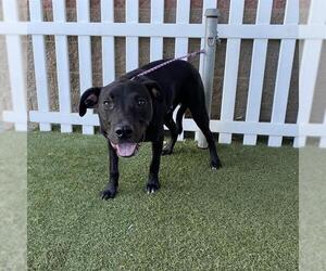Mutt Dogs for adoption in Modesto, CA, USA