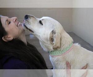 Labrador Retriever-Unknown Mix Dogs for adoption in McKinney, TX, USA