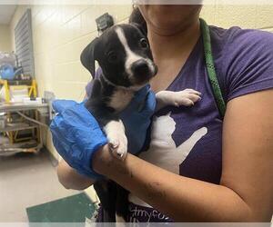 Mutt Dogs for adoption in Denver, CO, USA