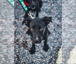 Labrador Retriever-Rhodesian Ridgeback Mix Dogs for adoption in Simsbury, CT, USA