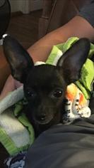 Chihuahua Dogs for adoption in Tuscaloosa, AL, USA