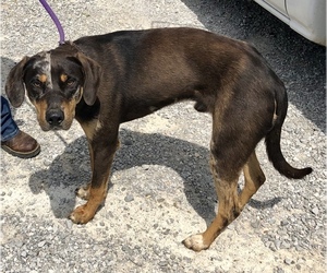 Catahoula Leopard Dog Dogs for adoption in Sparta, TN, USA