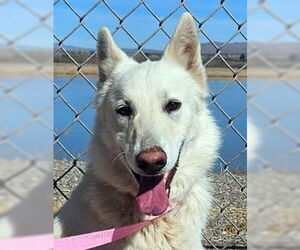 German Shepherd Dog Dogs for adoption in Phoenix, AZ, USA