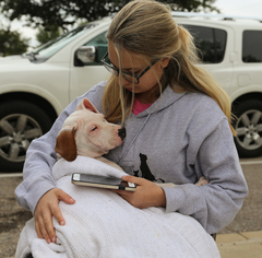Bull Terrier Dogs for adoption in Nesbit, MS, USA