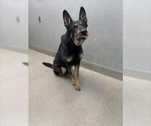 German Shepherd Dog-Unknown Mix Dogs for adoption in Las Vegas, NV, USA