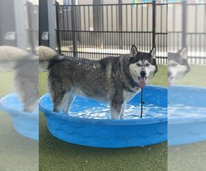 Alaskan Malamute Dogs for adoption in Waco, TX, USA