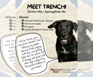 Border Collie-Unknown Mix Dogs for adoption in Bolivar, MO, USA