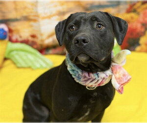 Mutt Dogs for adoption in Placerville, CA, USA