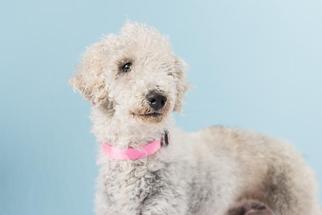 Bedlington Terrier Dogs for adoption in Santa Cruz, CA, USA