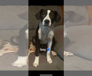 Mutt Dogs for adoption in Ridgefield, CT, USA