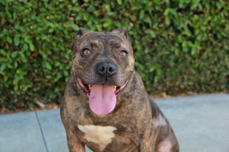 Bullboxer Pit Dogs for adoption in Los Angeles, CA, USA