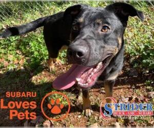 Shepweiller Dogs for adoption in Randleman, NC, USA