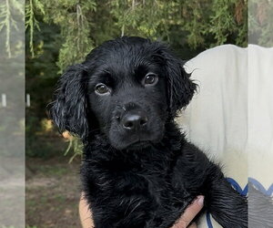 Colonial Cocker Spaniel-Unknown Mix Dogs for adoption in Thomasville, NC, USA
