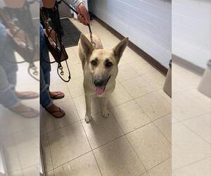 German Shepherd Dog Dogs for adoption in Stockton, CA, USA