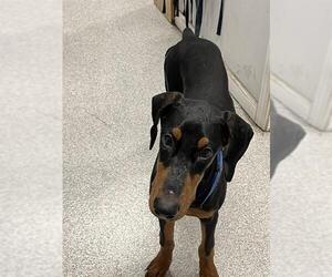 Doberman Pinscher Dogs for adoption in Alameda, CA, USA