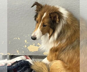 Mutt Dogs for adoption in Dublin, OH, USA