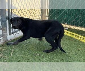 American Pit Bull Terrier-Labrador Retriever Mix Dogs for adoption in Downey, CA, USA
