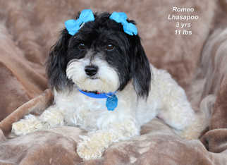 Lhasa Apso Dogs for adoption in Bon Carbo, CO, USA