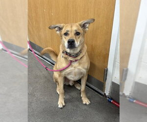 Labrador Retriever-Unknown Mix Dogs for adoption in Forestville, MD, USA
