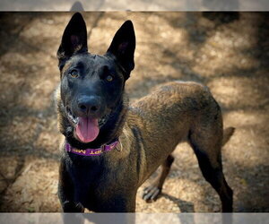 Mutt Dogs for adoption in San Andreas, CA, USA