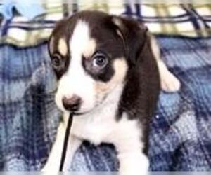 Mutt Dogs for adoption in Belleville, MI, USA