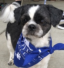 Shih Tzu Dogs for adoption in Potomac, MD, USA