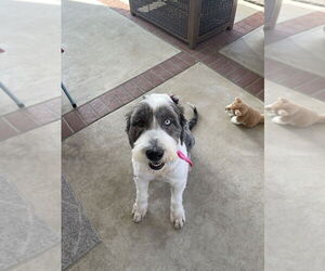 Mutt Dogs for adoption in Dana Point, CA, USA