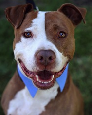 American Staffordshire Terrier-Labrador Retriever Mix Dogs for adoption in El Cajon, CA, USA