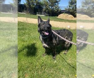 German Shepherd Dog Dogs for adoption in Derwood, MD, USA