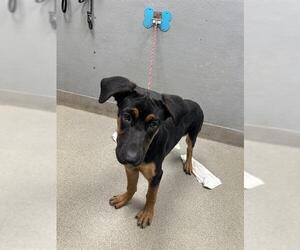 German Shepherd Dog-Unknown Mix Dogs for adoption in Las Vegas, NV, USA