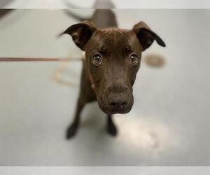 American Pit Bull Terrier-Labrador Retriever Mix Dogs for adoption in Denver, CO, USA