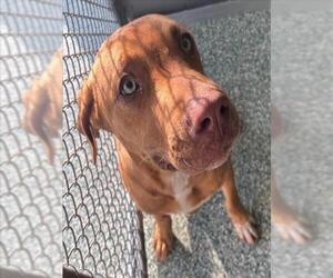 Redbone Coonhound-Unknown Mix Dogs for adoption in Salisbury, NC, USA